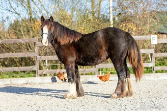 Roční klisna irský cob - 4