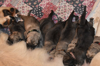 Španělský mastin-bereme záznam na štěnátka-odběr konec ledna - 4