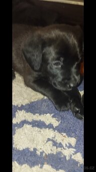 Prodám štěňata srnecka z jezevcikem - 4