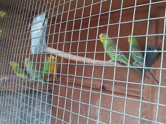 Andulky rok 2025 - okroužkované - 4