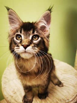 Mainská mývalí s pp - 4