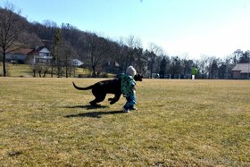 Černý krycí pes Cane Corso - 4