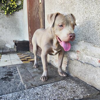 Americký pitbulterier pitbul pitbull silver lilac rare - 4