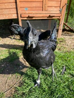 Kohouti Ayam Cemani - 4