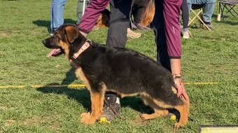 Německý ovčák-dva pejsci s PP typ Rex - 4