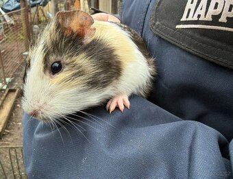 Prodám morče / morčata - 4