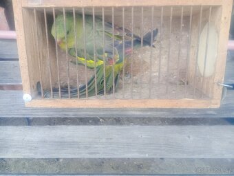 Papoušek horsky - 4