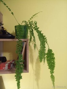 Nephrolepis exaltata 'Rooseveltii' - 4
