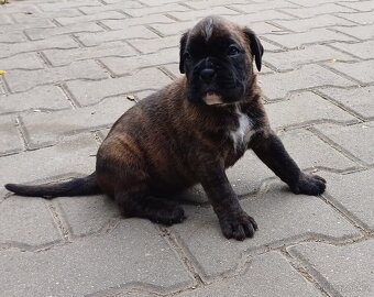 Krytí německý boxer - 4