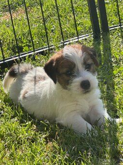 Jack Russell teriér s PP - 4