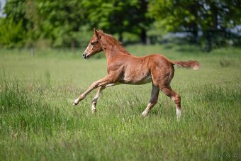 AQH sorrel klisna k rezervaci - 4