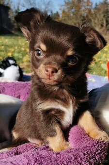 Čivava dlouhosrstá - 4