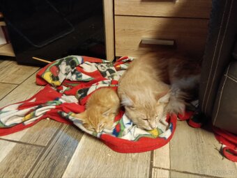 Mainská mývalí - 4