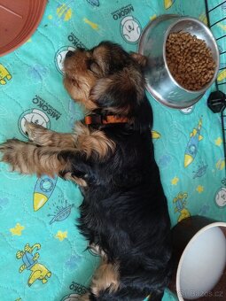 Jorkšír štěňátka - 4