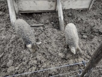 Selata mangalice - 4