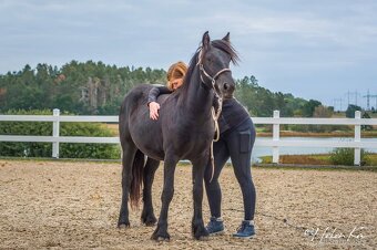 Fell pony klisnička Arriana - 4