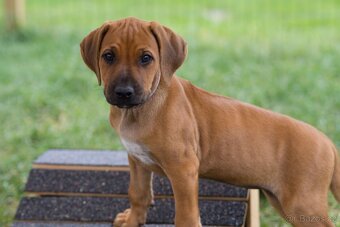 RHODESIAN RIDGEBACK šteniatka s PP ihneď k odberu - 4