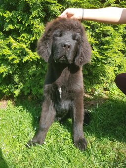 Tibetská doga štěňátka s PP - 4