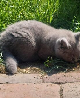 Prodám Britská modrá koťátka - 4