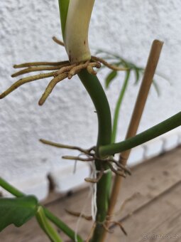 Pfilodendron elegans - 4