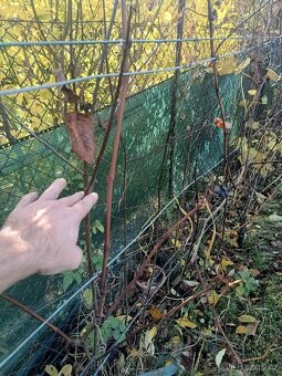 Muchovník olšolistý odr. Martin krásně rostlý cca 170-190cm - 4