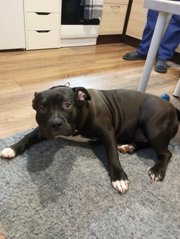 American Bully XL - 4