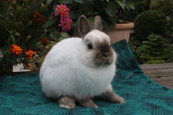 Zakrslý siamský žlutý samečci s PP - 4