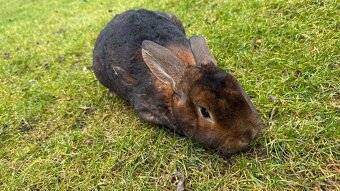 Kastorex s rodokmenem – krásný samec k chovu i jako mazlíček - 4