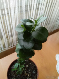 Carisa, exotická vonná rostlina s krásnými zelenými listy. - 4