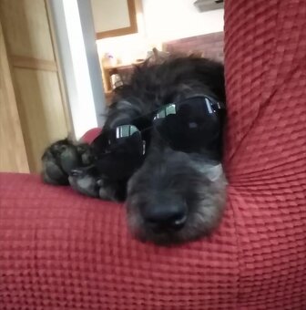 Fenka Labradoodla hledá krytí - 4