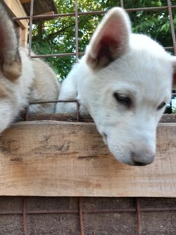 Prodám štěňata-kříženci Malamut x Husky - 4