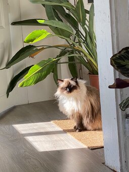 Pětiletá kočička ragdoll s PP hledá akutně nový domov - 4