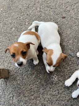 Jack russell teriér - 4