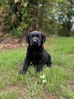 Labrador-štěňátka - 4