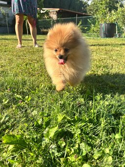 Pomeranian s PP,Chovatelská stanica Nucháčik poms - 4