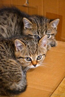 Daruji mourovatá koťata - 4