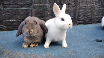 Zakrslý králík - hermelín modrooký - 4