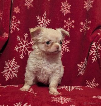 Čivava dlouhosrstá s PP- pejsci - 4