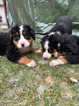 salasnicki bernsky - 4