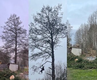 Rizikové kácení - 4
