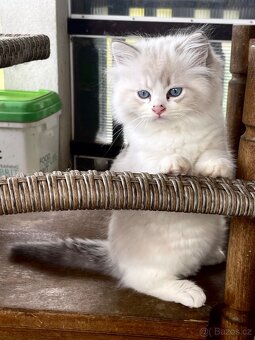 Ragdoll s PP - 4