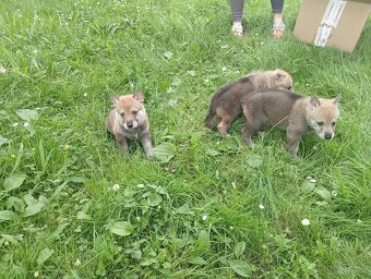 Československý vlčák – štěňata na prodej 🐺 - 4