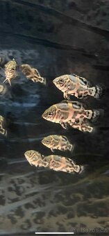 Vrubozubec paví - 4