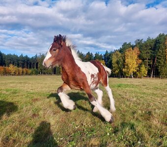 Hřebeček Irish cob / Irský cob - STRACHOVICE Lord Dylan - 4