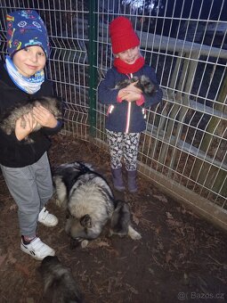 Štěňata - Německý špic vlčí - 4