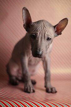 Peruánsky naháč s PP stredná/veľká - 4