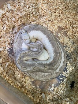 Krajta královská - 4