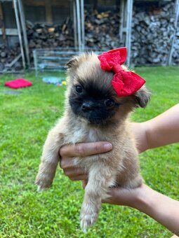 Trpaslíči Pekinézer - 4