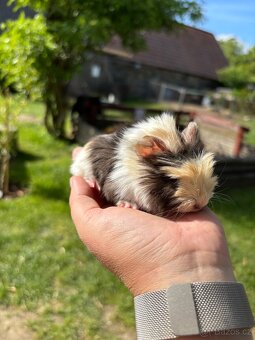 Morče rozeta - mláďata - 4