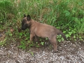 Belgický ovčák-malinois - 4